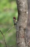 Yellow-bellied Sapsucker (male)