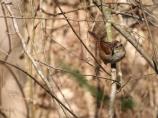 Swamp Sparrow