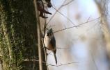 Tufted Titmouse