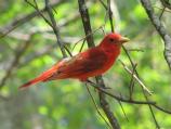 Summer Tanager