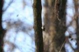 Blue-headed Vireo