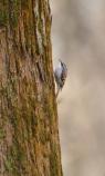 Brown Creeper
