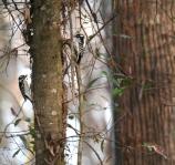 Downy Woodpecker