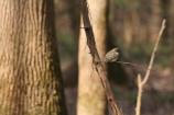 Eastern Phoebe