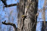 Pine Warbler