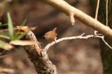 Winter Wren