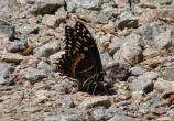 Palamedes Swallowtail (Papilio palamedes).