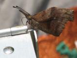American Snout