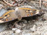 Common Buckeye