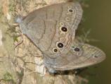Carolina Satyr
