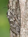 Carpenterworm Moth