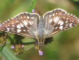 Common Checkered Skipper
