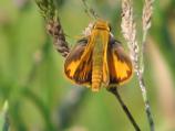 Firey Skipper