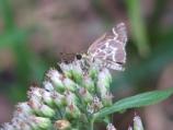Lace-winged Roadside Skipper