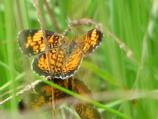 Pearl Crescent