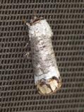 Pecan Carpenterworm Moth