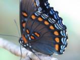 Red-spotted Purple