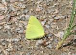 Cloudless Sulphur (male)