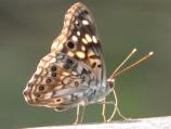 Hackberry Emperor