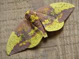 Imperial Moth