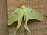 Luna Moth