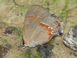 Red-banded Hairstreak