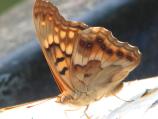 Tawny Emperor