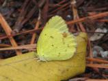Little Yellow (female)