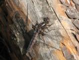 Blue Corporal (Libellula deplanata)