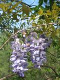 Chinese wisteria (Wisteria sinensis) is a non-native deciduous climbing vine found at Congaree National Park.