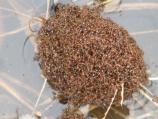 Red Imported Fire Ants