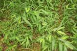 Japanese Stilt Grass