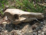 Wild Boar
