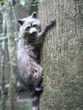 Ringtail Racoon