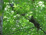 Ringtail Racoon