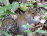 Eastern Gray Squirrel