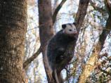 Virginia Opossum