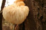 Lion's Mane (Hericium erinaceus)