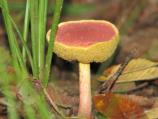 Mushroom - Family Boletaceae