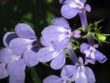 Blue Lobelia