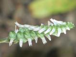 Ladies' Tresses