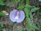 Butterfly Pea