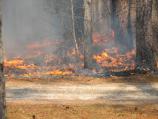 Fire Fuels