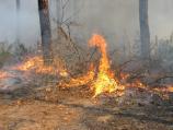 Fire Fuels