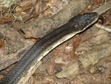 Black Rat Snake (Elaphe obsoleta)