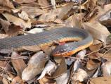 Red-bellied Watersnake