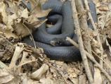 Black Racer