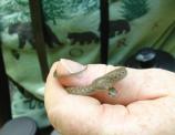 Northern Brown Snake