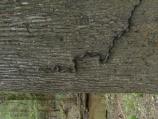 Black Rat Snake