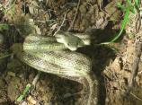 Black Rat Snake